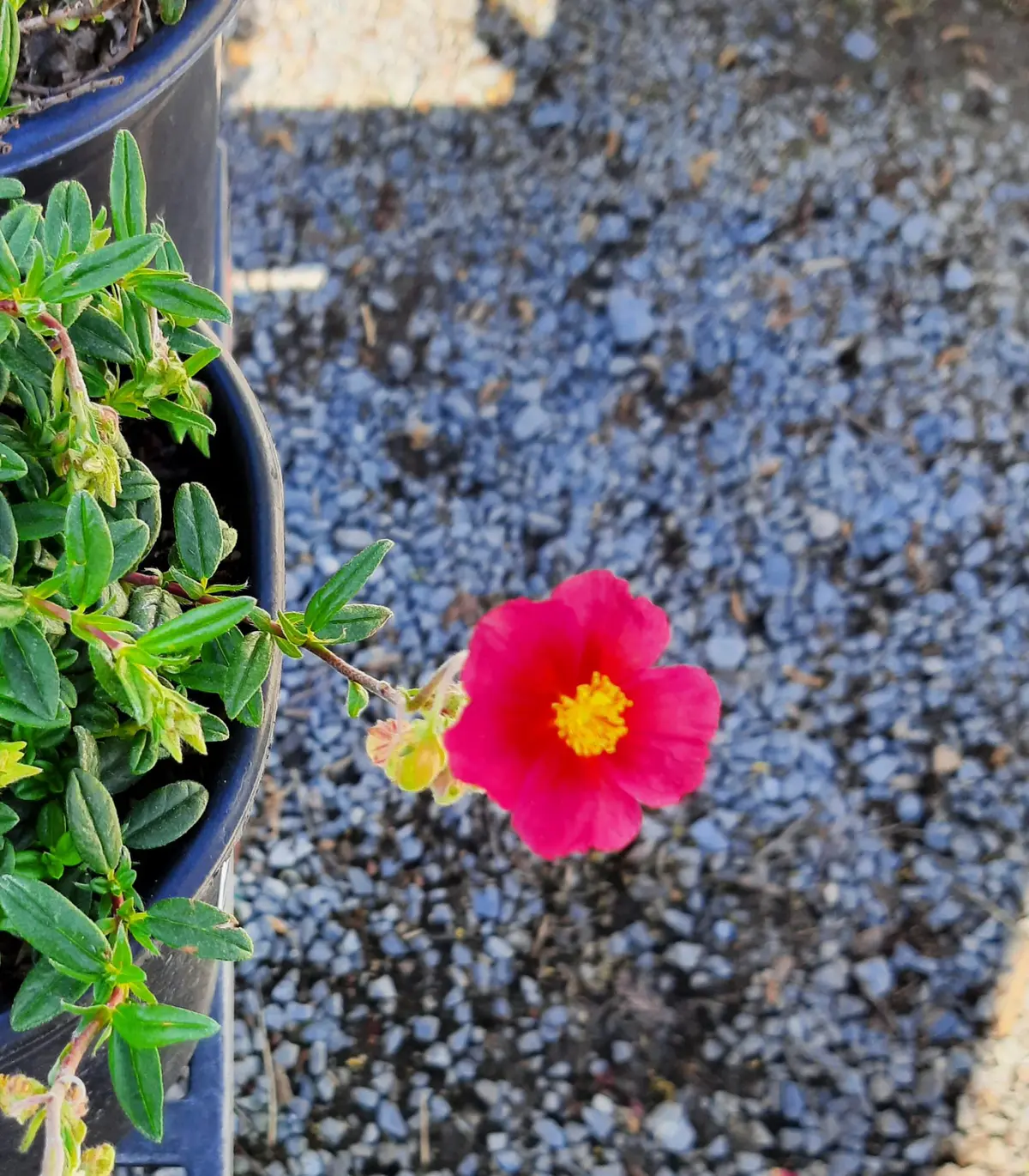 Helianthemum nummularium 'Ben Ledi' | Urban Tree Farm Nursery