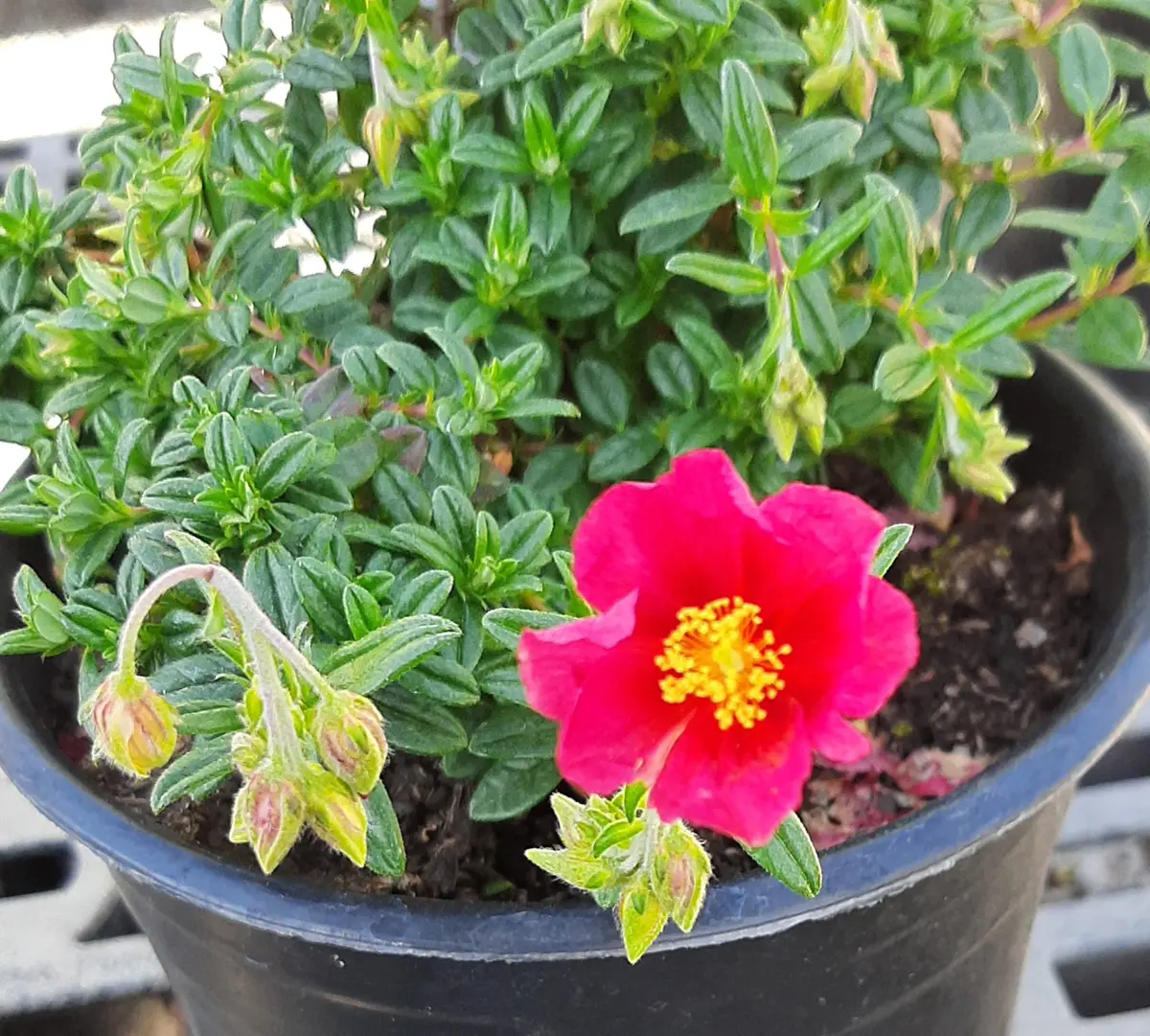 cherry parfait rose plant Cherry Parfait Rose Bush - Live Starter Plants in 2 Inch Pots - Beautiful Rose from Florida