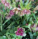 Helleborus hybridus 'Double Ellen Red'