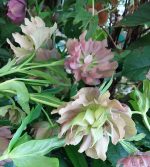 Helleborus hybridus 'Double Ellen Red' - Image 2