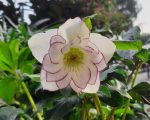 Helleborus hybridus 'Fire and Ice'