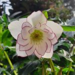 Helleborus hybridus 'Fire and Ice'