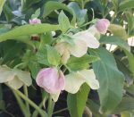 Helleborus orientalis 'Pretty Ellen Pink'
