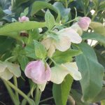 Helleborus orientalis 'Pretty Ellen Pink'