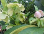Helleborus orientalis 'Pretty Ellen Pink' - Image 2