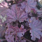 Heuchera x 'Forever Purple'