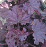 Heuchera x 'Forever Purple'