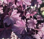 Heuchera x 'Forever Purple' - Image 2