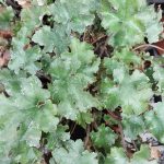 Heuchera x 'Marmalade'