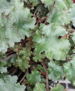 Heuchera x 'Marmalade' - Image 2