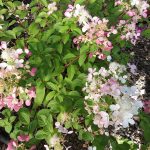 Hydrangea paniculata 'Diamond Rouge'
