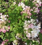 Hydrangea paniculata 'Diamond Rouge'