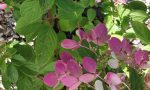 Hydrangea paniculata 'Diamond Rouge' - Image 2