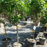Hydrangea paniculata 'Quick Fire' STD