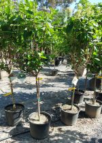 Hydrangea paniculata 'Quick Fire' STD