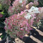 Hydrangea paniculata 'Vanilla Strawberry'