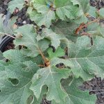 Hydrangea quercifolia 'Jetstream'