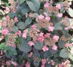 Hydrangea serrata 'Tuff Stuff Red'