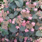 Hydrangea serrata 'Tuff Stuff Red'