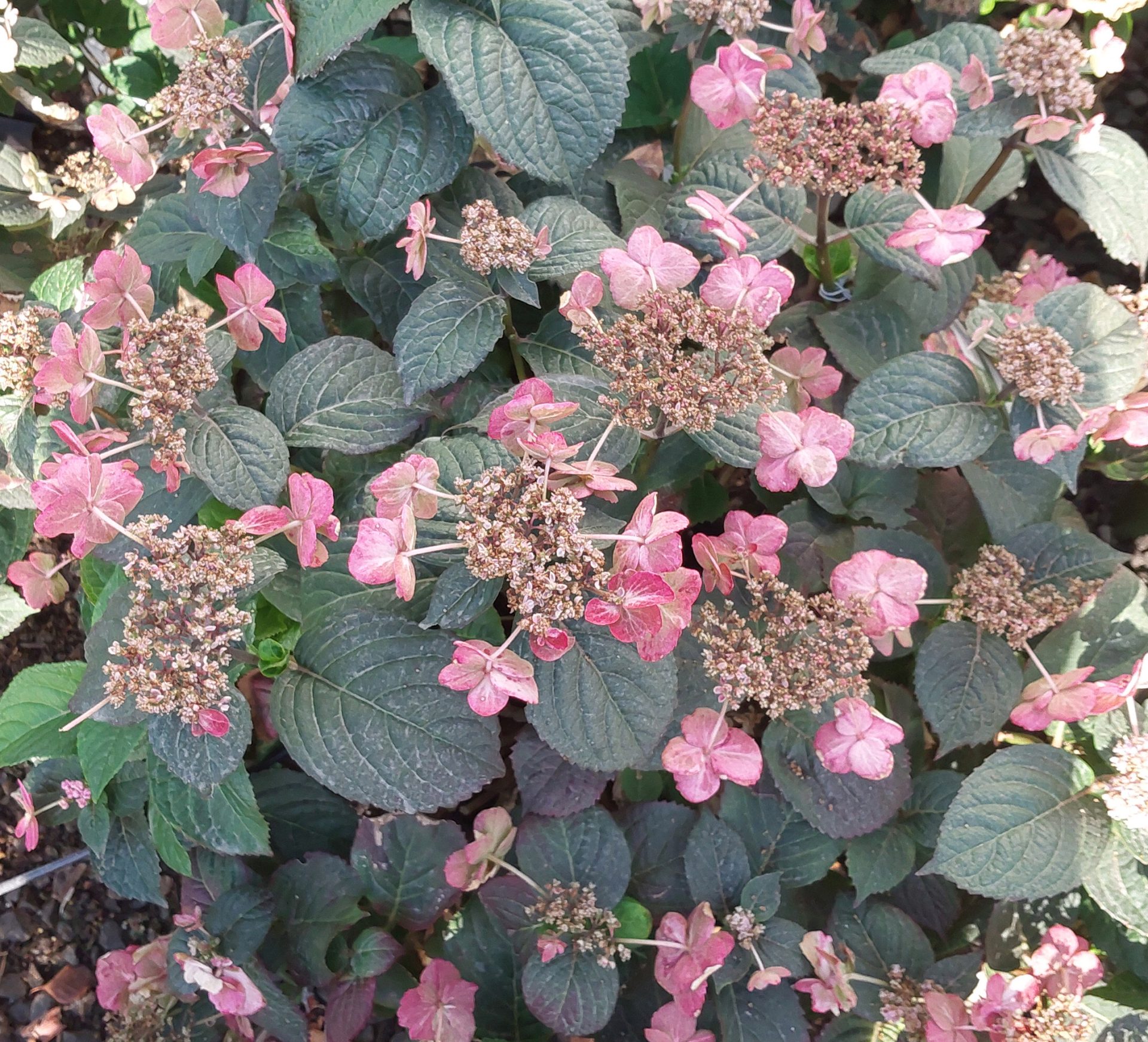 Hydrangea-serrata-Tuff-Stuff-Red-a Hydrangea serrata 'Tuff Stuff Red' - Image 1