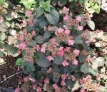 Hydrangea serrata 'Tuff Stuff Red' - Image 2