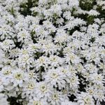 Iberis sempervirens 'Snowsation'