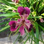 Iris PCH 'Native Warrior'