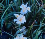 Iris douglasiana 'Canyon Snow'