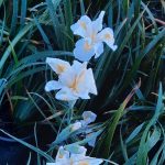 Iris douglasiana 'Canyon Snow'
