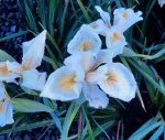 Iris douglasiana 'Canyon Snow' - Image 2