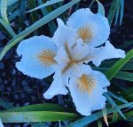 Iris douglasiana 'Canyon Snow' - Image 3