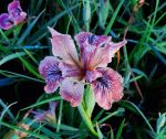Iris douglasiana 'King Salmon'