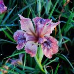 Iris douglasiana 'King Salmon'