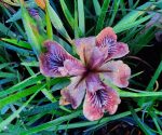 Iris douglasiana 'King Salmon' - Image 2