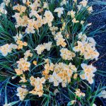 Iris douglasiana 'Yellow'