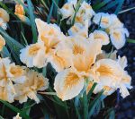 Iris douglasiana 'Yellow' - Image 2