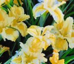 Iris douglasiana 'Yellow' - Image 3