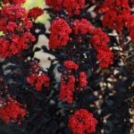 Lagerstroemia 'Black Diamond Radiant Red'