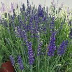 Lavandula angustifolia 'Blue Spear'