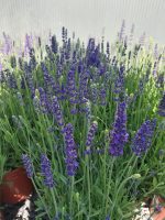 Lavandula angustifolia 'Blue Spear'