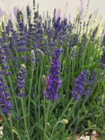 Lavandula angustifolia 'Blue Spear' - Image 2