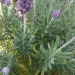 Lavandula dentata GREEN