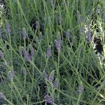 Lavandula intermedia 'Sensational'