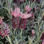 Lavandula stoechas 'Ghostly Princess'