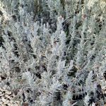 Lavandula stoechas 'Ghostly Princess' - Image 2