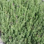 Lavandula stoechas x viridis 'Regal Splendour'