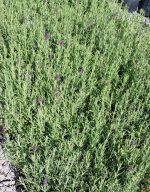 Lavandula stoechas x viridis 'Regal Splendour'