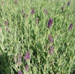 Lavandula stoechas x viridis 'Regal Splendour' - Image 2