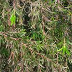 Leptospermum 'Dark Shadows'
