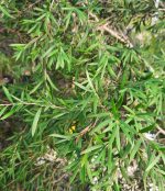 Leptospermum 'Dark Shadows' - Image 2